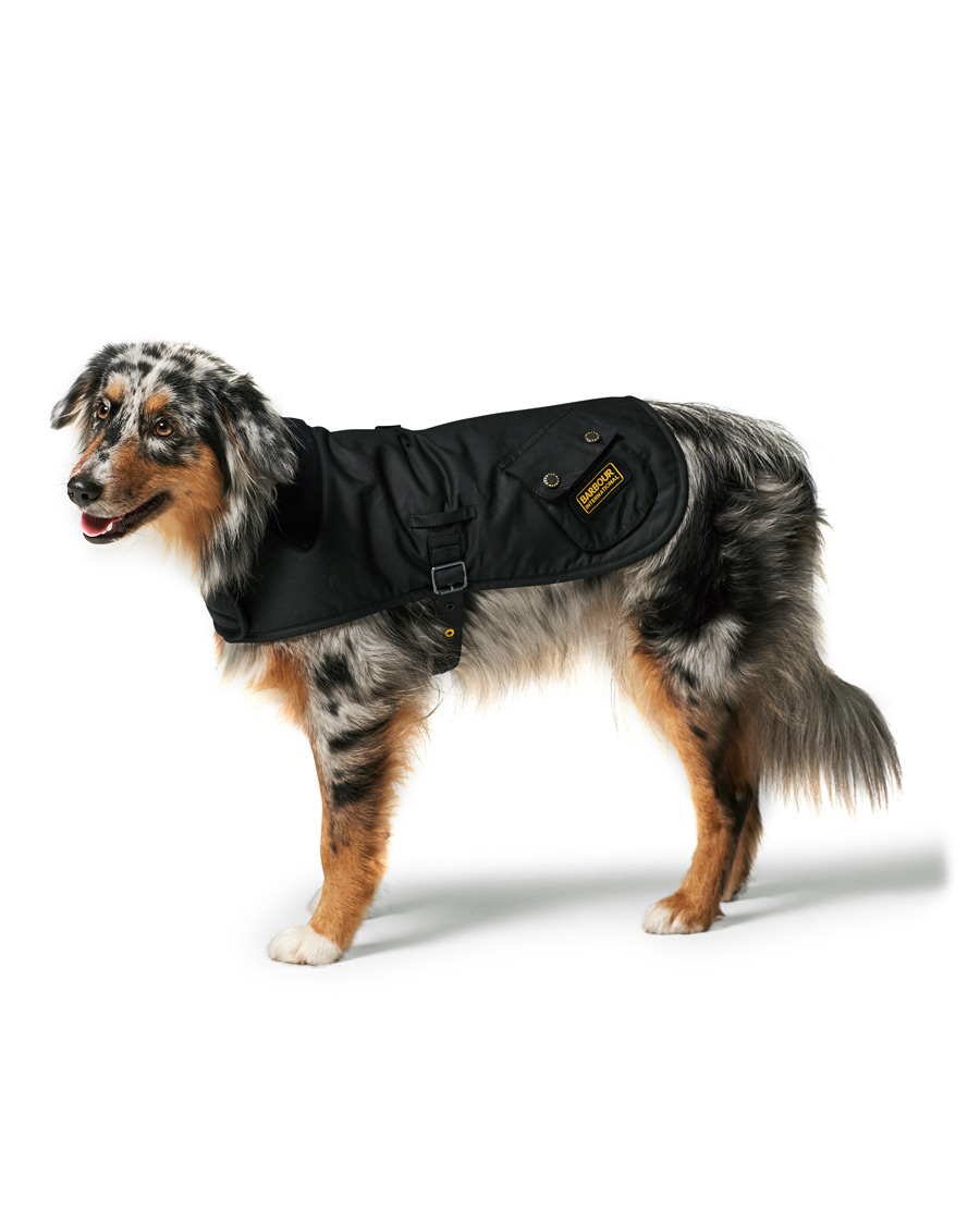 barbour international dog coat 